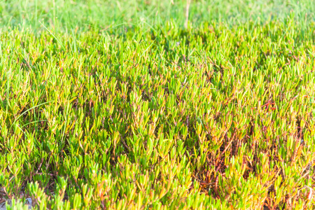 Green grass for backgroundの写真素材