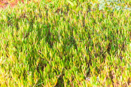 Green grass for backgroundの写真素材