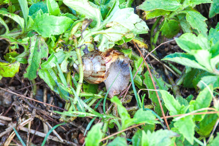 Snail on top of green grassの写真素材