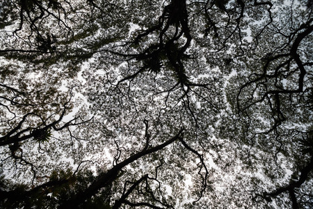 Beautiful silhouette view of tree consist of leaf and branch for backgroundの写真素材
