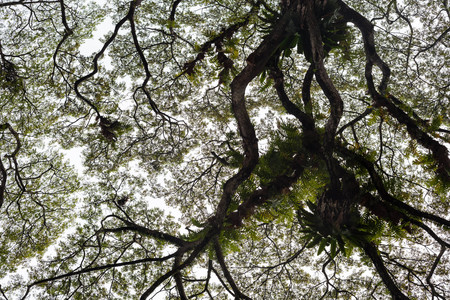 Beautiful silhouette view of tree consist of leaf and branch for backgroundの写真素材