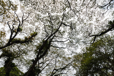 Beautiful silhouette view of tree consist of leaf and branch for backgroundの写真素材