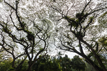 Beautiful silhouette view of tree consist of leaf and branch for backgroundの写真素材