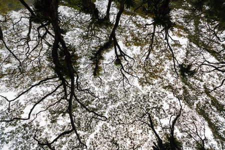 Beautiful silhouette view of tree consist of leaf and branch for backgroundの写真素材