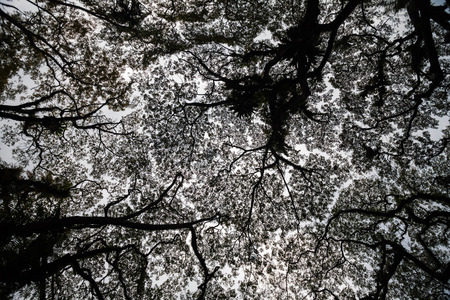 Beautiful silhouette view of tree consist of leaf and branch for backgroundの写真素材