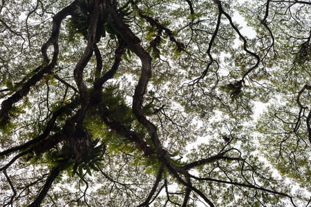 Beautiful silhouette view of tree consist of leaf and branch for backgroundの写真素材