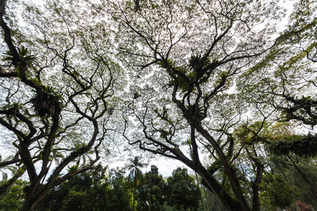 Beautiful silhouette view of tree consist of leaf and branch for backgroundの写真素材