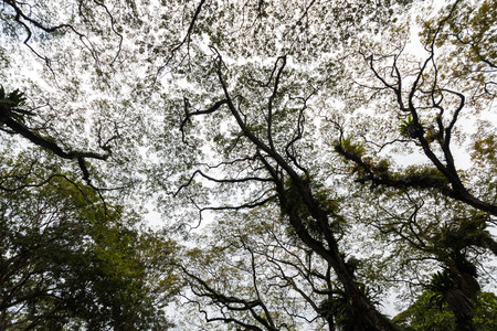 Beautiful silhouette view of tree consist of leaf and branch for backgroundの写真素材
