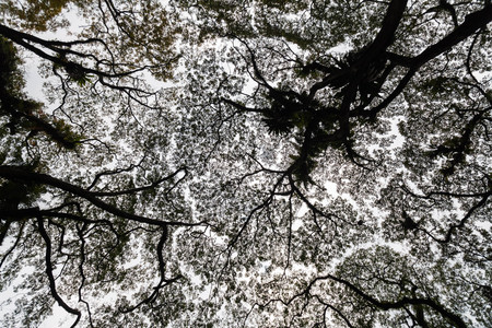 Beautiful silhouette view of tree consist of leaf and branch for backgroundの写真素材