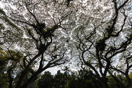 Beautiful silhouette view of tree consist of leaf and branch for backgroundの写真素材