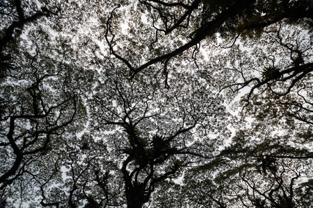 Beautiful silhouette view of tree consist of leaf and branch for background