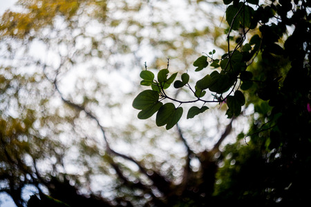 Close up of leaf view with swirly bokehの写真素材