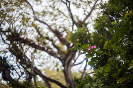 Close up of leaf view with swirly bokehの写真素材