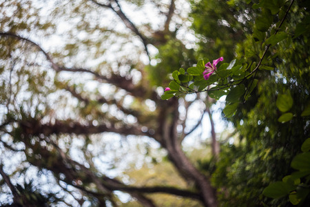 Close up of leaf view with swirly bokehの写真素材