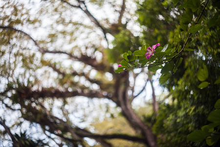 Close up of leaf view with swirly bokehの写真素材