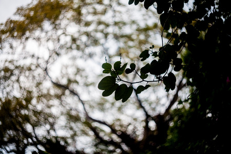 Close up of leaf view with swirly bokehの写真素材