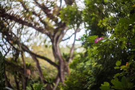 Close up of leaf view with swirly bokehの写真素材