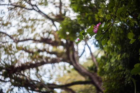 Close up of leaf view with swirly bokehの写真素材
