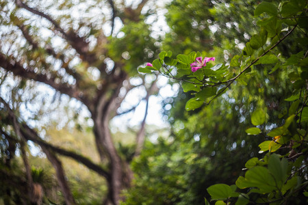 Close up of leaf view with swirly bokehの写真素材