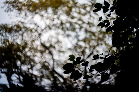 Close up of leaf view with swirly bokehの写真素材