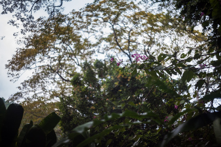 Close up of leaf view with swirly bokehの写真素材
