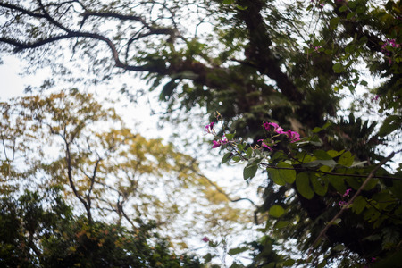 Close up of leaf view with swirly bokehの写真素材