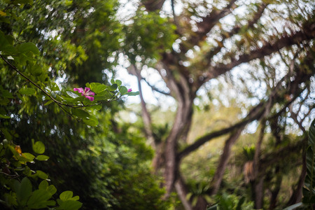 Close up of leaf view with swirly bokehの写真素材