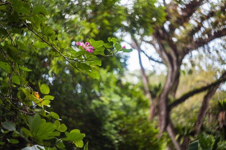 Close up of leaf view with swirly bokehの写真素材