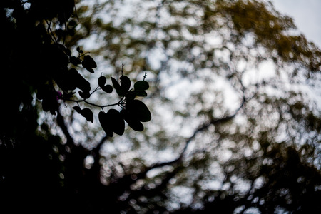 Close up of leaf view with swirly bokehの写真素材