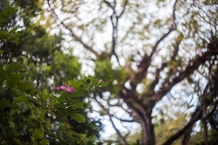 Close up of leaf view with swirly bokehの写真素材