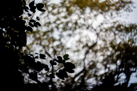 Close up of leaf view with swirly bokehの写真素材