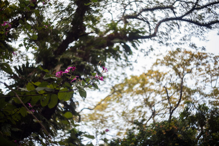 Close up of leaf view with swirly bokehの写真素材