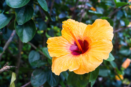 Yellow hibiscus in close up view for backgroundの写真素材
