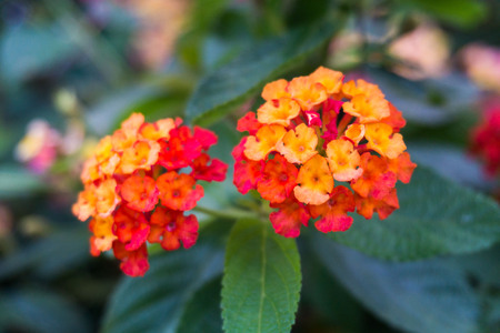 Close up view of Lantana Camara or known as tickberryの写真素材