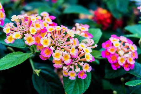 Close up view of Lantana Camara or known as tickberryの写真素材