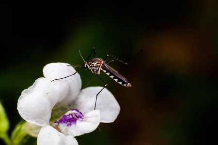 Close up view of real mosquito indicating dangerous of Aedes, Malaria and Zika diseaseの写真素材