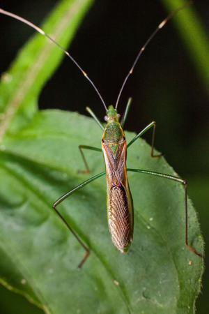 Close up view of real marmorated stink bug or known as Halyomorpha halys for insects macro photography commercialの写真素材
