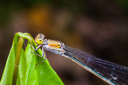 Close up view of real dragonfly for insects macro photography commercialの写真素材