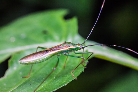 Close up view of real marmorated stink bug or known as Halyomorpha halys for insects macro photography commercialの写真素材
