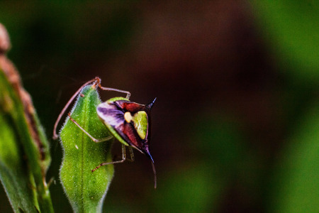 Close up view of real marmorated stink bug or known as Halyomorpha halys for insects macro photography commercialの写真素材