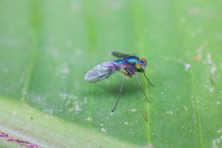 Close up view of real green long legged fly for insects macro photography commercialの写真素材