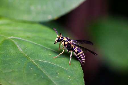 Close up view of real yellow hornet on a green leaf for insects macro photography commercialの写真素材