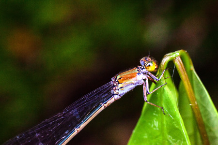 Close up view of real dragonfly for insects macro photography commercialの写真素材