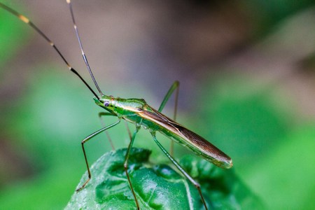 Close up view of real marmorated stink bug or known as Halyomorpha halys for insects macro photography commercialの写真素材