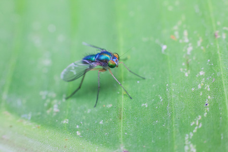 Close up view of real green long legged fly for insects macro photography commercialの写真素材