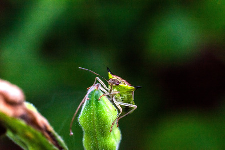 Close up view of real marmorated stink bug or known as Halyomorpha halys for insects macro photography commercialの写真素材