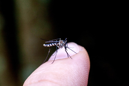 Close up view of real mosquito indicating dangerous of Aedes, Malaria and Zika diseaseの写真素材