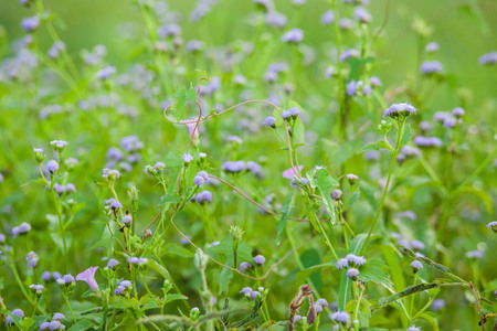 Purple Chives flower alike for blur wallpaper backgroundの写真素材