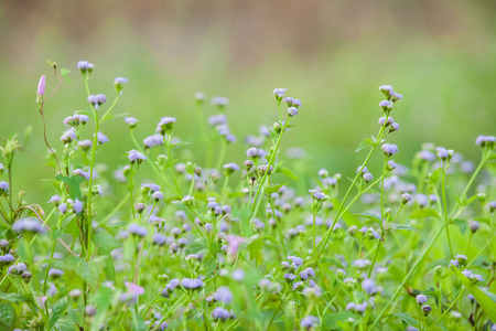 Purple Chives flower alike for blur wallpaper backgroundの写真素材
