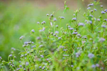 Purple Chives flower alike for blur wallpaper backgroundの写真素材